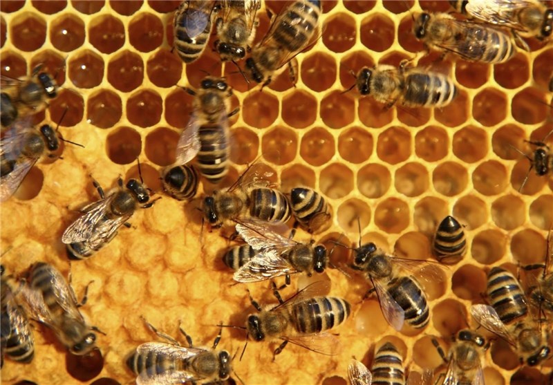 پرورش زنبور عسل-تولید ژله رویال
