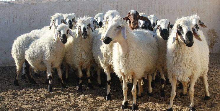 پرورش گوسفند پرتولید رومانف و پرواربندی