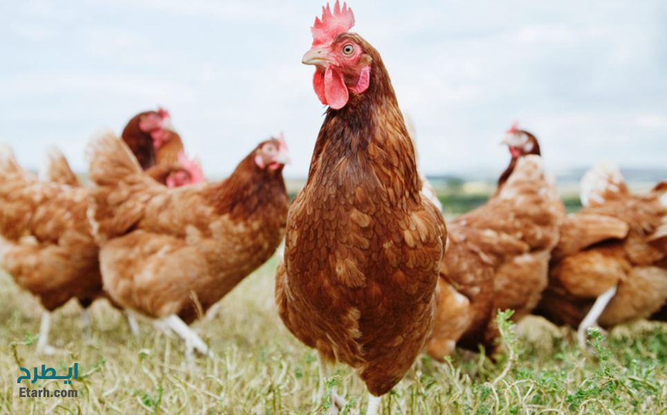 پرورش مرغ صنعتی-بومی